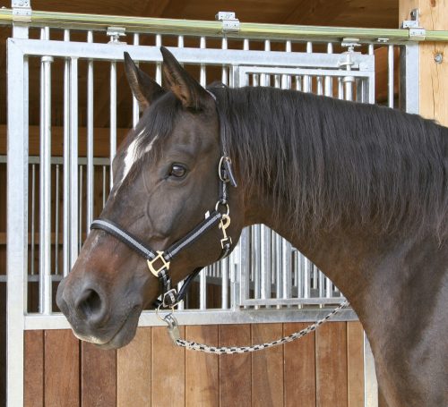 Covalliero Mustang kötőfék "2" fekete/ezüst