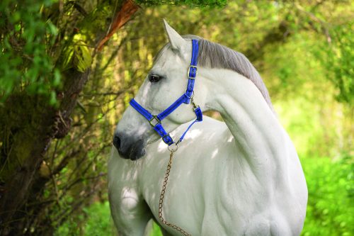 Covalliero Mustang kötőfék "2" királykék / fekete